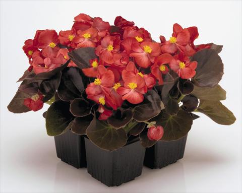 Photo de variété de fleurs à utiliser comme: Pot et Plante à massif Begonia semperflorens Nightlife Red