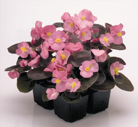 Photo de variété de fleurs à utiliser comme: Pot et Plante à massif Begonia semperflorens Nightlife Rose
