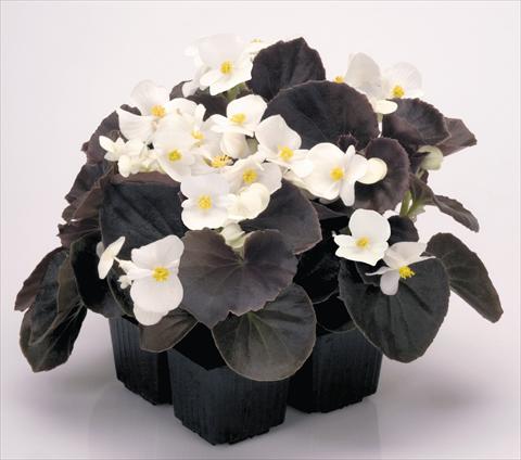 Photo de variété de fleurs à utiliser comme: Pot et Plante à massif Begonia semperflorens Nightlife White