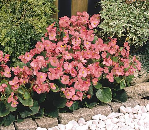 Photo de variété de fleurs à utiliser comme: Pot et Plante à massif Begonia semperflorens Sprint Deep Pink