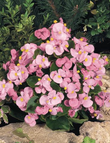 Photo de variété de fleurs à utiliser comme: Pot et Plante à massif Begonia semperflorens Sprint Pink