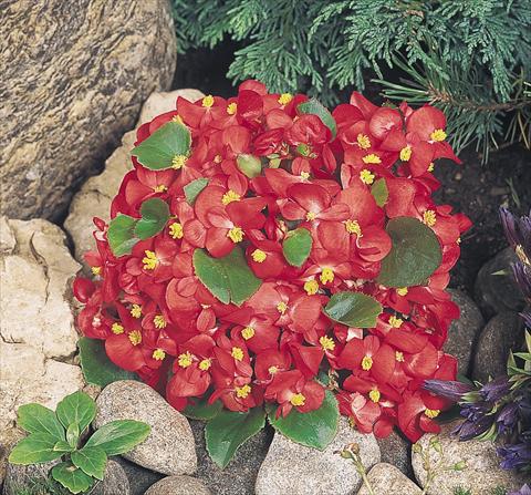 Photo de variété de fleurs à utiliser comme: Pot et Plante à massif Begonia semperflorens Sprint Red