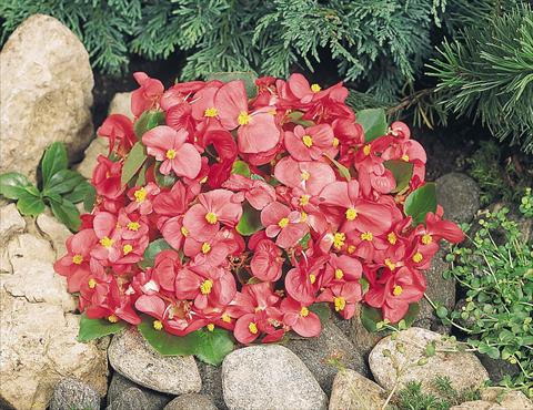 Photo de variété de fleurs à utiliser comme: Pot et Plante à massif Begonia semperflorens Sprint Rose