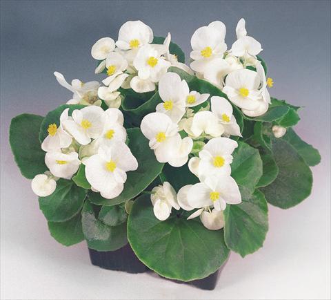 Photo de variété de fleurs à utiliser comme: Pot et Plante à massif Begonia semperflorens Sprint White