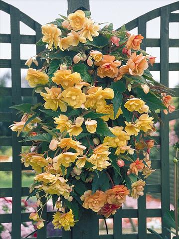 Photo de variété de fleurs à utiliser comme: Pot, Plante à massif, patio, Suspension Begonia tuberhybrida Illumination® Apricot