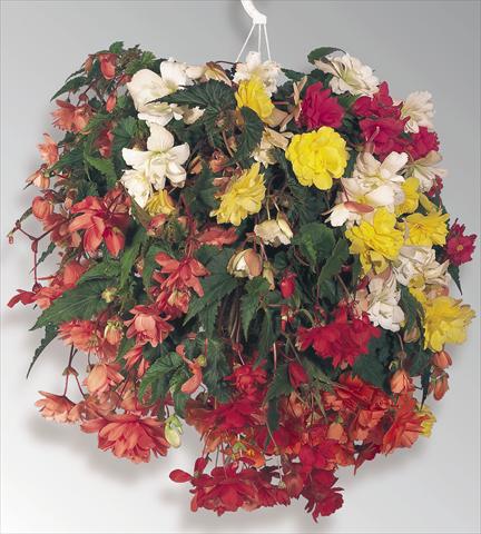 Photo de variété de fleurs à utiliser comme: Pot, Plante à massif, patio, Suspension Begonia tuberhybrida Illumination® Mix