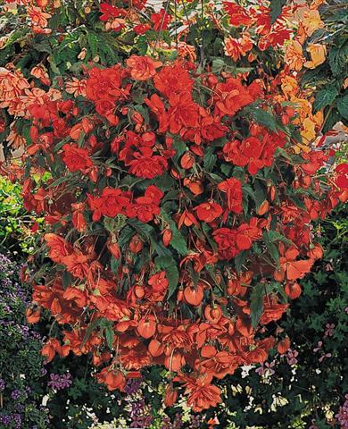 Photo de variété de fleurs à utiliser comme: Pot, Plante à massif, patio, Suspension Begonia tuberhybrida Illumination® Orange