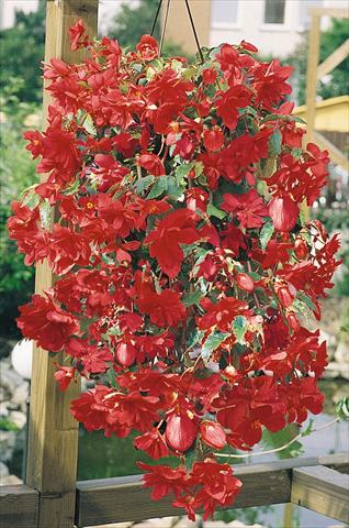 Photo de variété de fleurs à utiliser comme: Pot, Plante à massif, patio, Suspension Begonia tuberhybrida Illumination® Rose