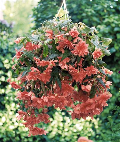 Photo de variété de fleurs à utiliser comme: Pot, Plante à massif, patio, Suspension Begonia tuberhybrida Illumination® Salmon Pink