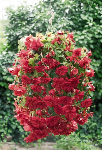 Photo de variété de fleurs à utiliser comme: Pot, Plante à massif, patio, Suspension Begonia tuberhybrida Illumination® Scarlet