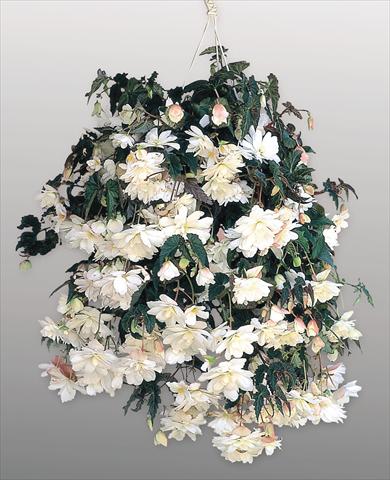 Photo de variété de fleurs à utiliser comme: Pot, Plante à massif, patio, Suspension Begonia tuberhybrida Illumination® White