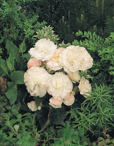 Photo de variété de fleurs à utiliser comme: Pot, Plante à massif, patio, Suspension Begonia tuberhybrida NonStop® Apple Blossom