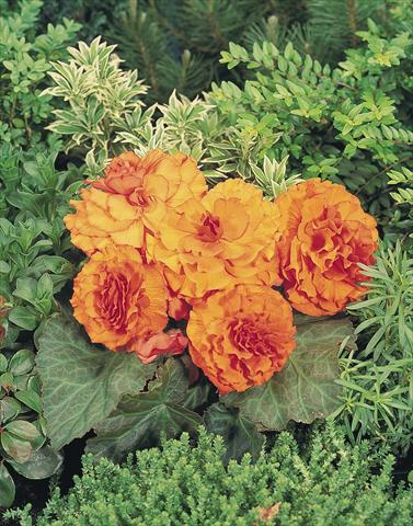 Photo de variété de fleurs à utiliser comme: Pot, Plante à massif, patio, Suspension Begonia tuberhybrida NonStop® Apricot