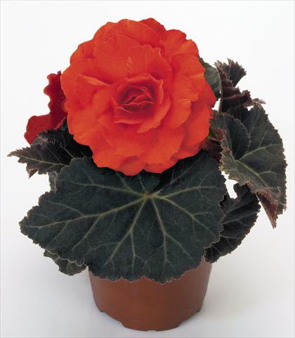 Photo de variété de fleurs à utiliser comme: Pot, Plante à massif, patio, Suspension Begonia tuberhybrida NonStop® Mocca Deep Orange