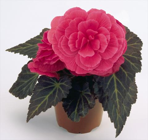 Photo de variété de fleurs à utiliser comme: Pot, Plante à massif, patio, Suspension Begonia tuberhybrida NonStop® Mocca Pink Shades