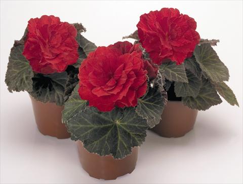 Photo de variété de fleurs à utiliser comme: Pot, Plante à massif, patio, Suspension Begonia tuberhybrida NonStop® Mocca Scarlet