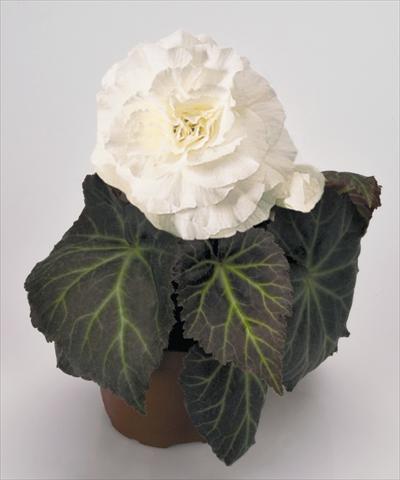 Photo de variété de fleurs à utiliser comme: Pot, Plante à massif, patio, Suspension Begonia tuberhybrida NonStop® Mocca White