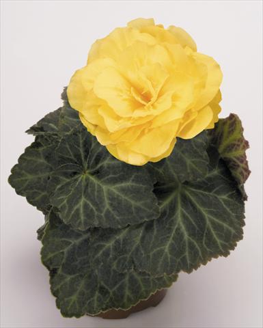 Photo de variété de fleurs à utiliser comme: Pot, Plante à massif, patio, Suspension Begonia tuberhybrida NonStop® Mocca Yellow