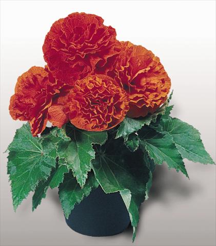 Photo de variété de fleurs à utiliser comme: Pot, Plante à massif, patio, Suspension Begonia tuberhybrida NonStop® Orange