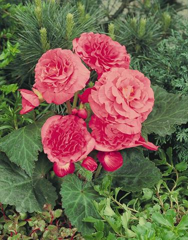 Photo de variété de fleurs à utiliser comme: Pot, Plante à massif, patio, Suspension Begonia tuberhybrida NonStop® Pink
