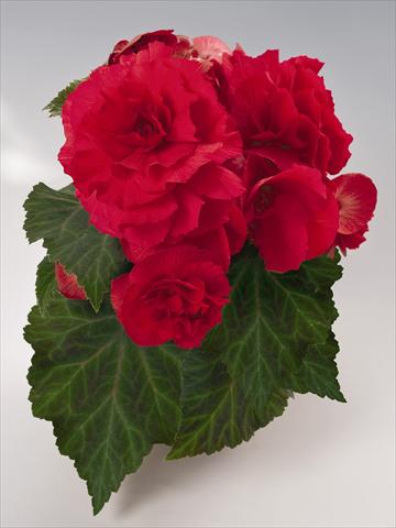 Photo de variété de fleurs à utiliser comme: Pot, Plante à massif, patio, Suspension Begonia tuberhybrida NonStop® Red