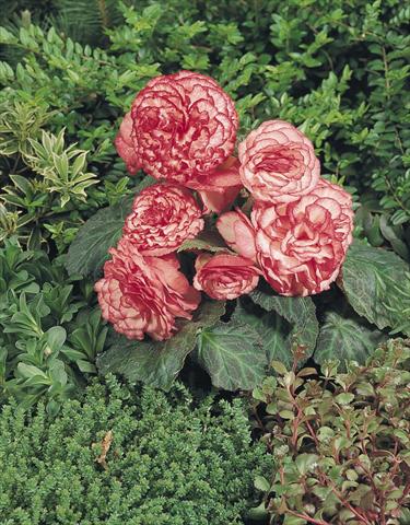 Photo de variété de fleurs à utiliser comme: Pot, Plante à massif, patio, Suspension Begonia tuberhybrida NonStop® Rose Petticoat