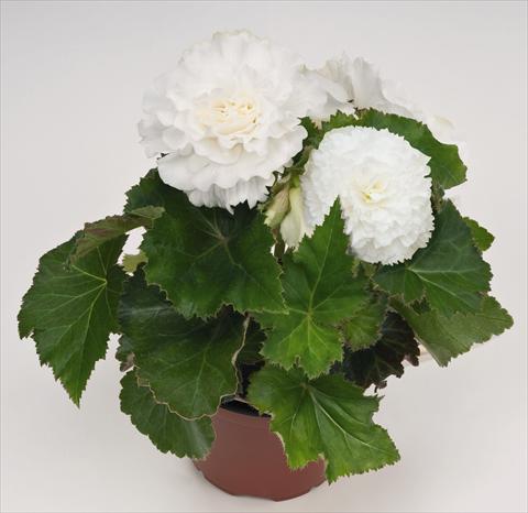 Photo de variété de fleurs à utiliser comme: Pot, Plante à massif, patio, Suspension Begonia tuberhybrida NonStop® White