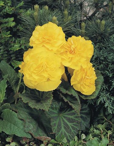 Photo de variété de fleurs à utiliser comme: Pot, Plante à massif, patio, Suspension Begonia tuberhybrida NonStop® Yellow