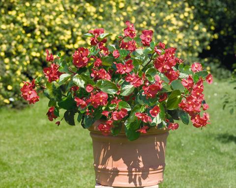 Photo de variété de fleurs à utiliser comme: Pot et Plante à massif Begonia x benariensis BIG Red with Green Leaf