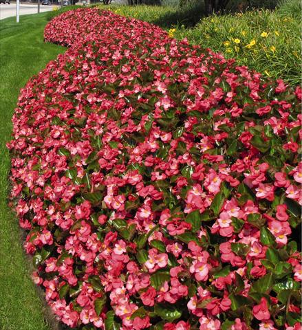 Photo de variété de fleurs à utiliser comme: Pot et Plante à massif Begonia x benariensis BIG Rose with Bronze Leaf