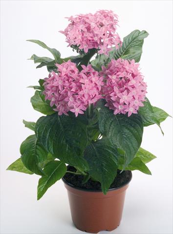 Photo de variété de fleurs à utiliser comme: Pot et Plante à massif Pentas lanceolata Kaleidoscope Pink