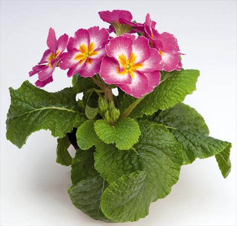 Photo de variété de fleurs à utiliser comme: Pot et Plante à massif Primula elatior Piano Rose Bicolor