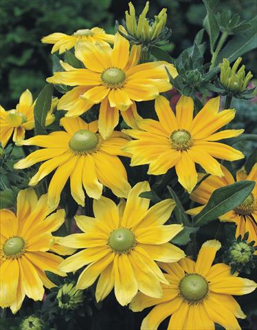 Photo de variété de fleurs à utiliser comme: Plante à massif/ plante de bordure Rudbeckia hirta Prairie Sun