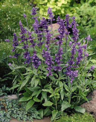 Photo de variété de fleurs à utiliser comme: Plante à massif/ plante de bordure Salvia farinacea Evolution® Violet