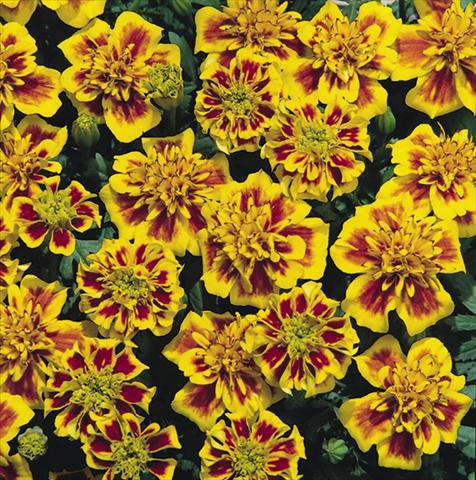 Photo de variété de fleurs à utiliser comme: Plante à massif/ plante de bordure Tagetes patula Hero™ Bee