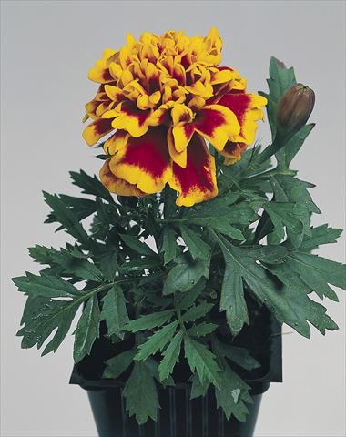Photo de variété de fleurs à utiliser comme: Plante à massif/ plante de bordure Tagetes patula Hero™ Flame