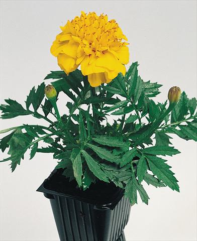 Photo de variété de fleurs à utiliser comme: Plante à massif/ plante de bordure Tagetes patula Hero™ Gold