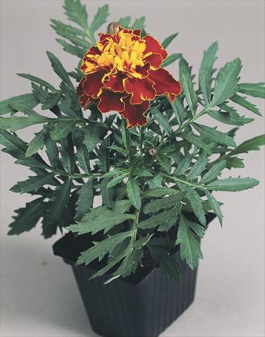 Photo de variété de fleurs à utiliser comme: Plante à massif/ plante de bordure Tagetes patula Hero™ Harmony