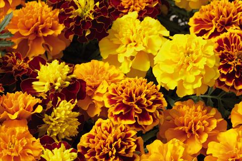 Photo de variété de fleurs à utiliser comme: Plante à massif/ plante de bordure Tagetes patula Hero™ Mix