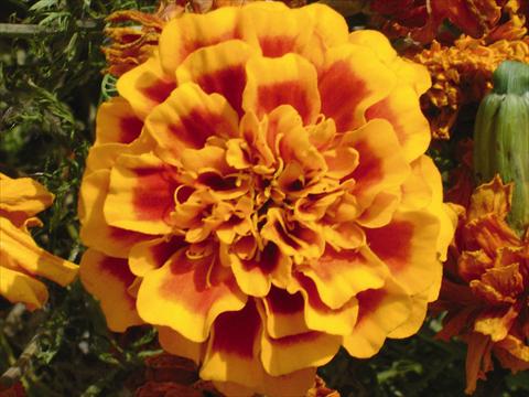 Photo de variété de fleurs à utiliser comme: Plante à massif/ plante de bordure Tagetes patula Hero™ Orange Bee