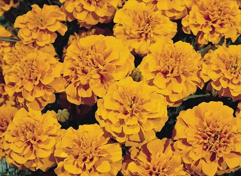 Photo de variété de fleurs à utiliser comme: Plante à massif/ plante de bordure Tagetes patula Hero™ Orange