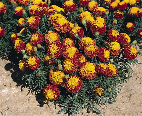 Photo de variété de fleurs à utiliser comme: Plante à massif/ plante de bordure Tagetes patula Hero™ Spry