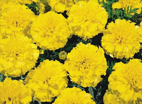 Photo de variété de fleurs à utiliser comme: Plante à massif/ plante de bordure Tagetes patula Hero™ Yellow