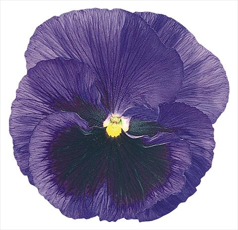 Photo de variété de fleurs à utiliser comme: Pot et Plante à massif Viola wittrockiana Inspire® Blue with Blotch
