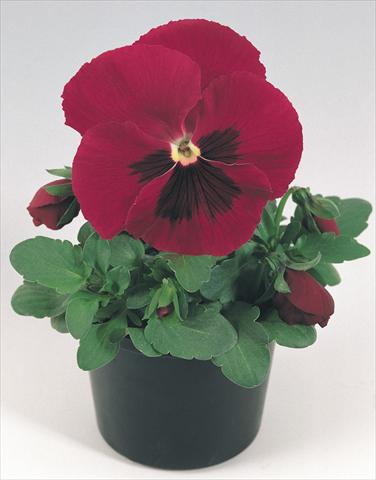 Photo de variété de fleurs à utiliser comme: Pot et Plante à massif Viola wittrockiana Inspire® Carmine with Blotch