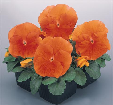 Photo de variété de fleurs à utiliser comme: Pot et Plante à massif Viola wittrockiana Inspire® Deep Orange