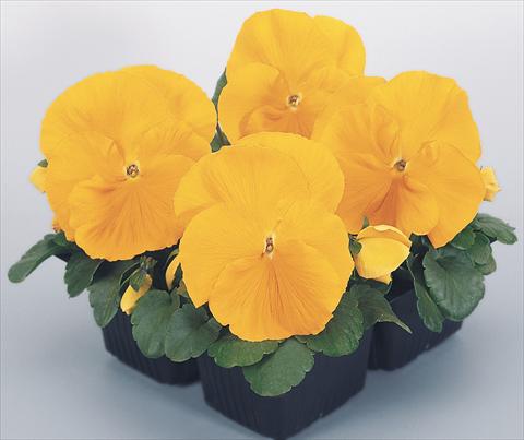 Photo de variété de fleurs à utiliser comme: Pot et Plante à massif Viola wittrockiana Inspire® Golden Yellow