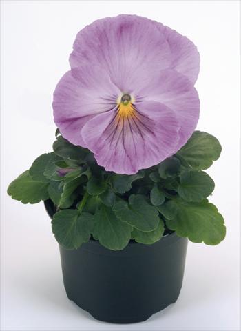 Photo de variété de fleurs à utiliser comme: Pot et Plante à massif Viola wittrockiana Inspire® Lavender Pink