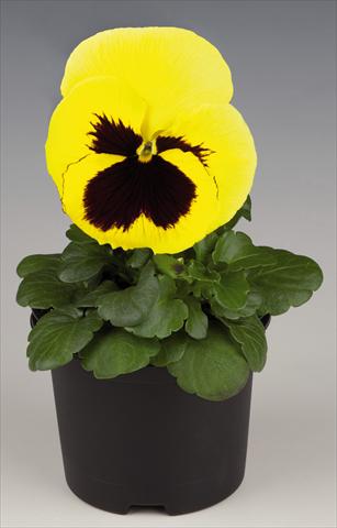 Photo de variété de fleurs à utiliser comme: Pot et Plante à massif Viola wittrockiana Inspire® Lemon with Blotch