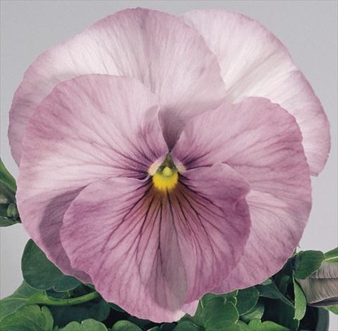 Photo de variété de fleurs à utiliser comme: Pot et Plante à massif Viola wittrockiana Inspire® Lilac Shades